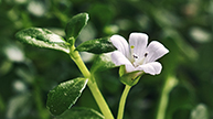 BACOPA - learning and reaction time